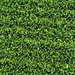 Non-Infill Grass